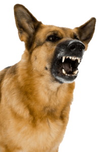 A german shepherd dog with its mouth open on a beige background.