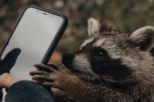 A raccoon touches a smartphone screen with its paw while a person in a dark sleeve holds the device.